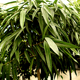 Plant Photo 10