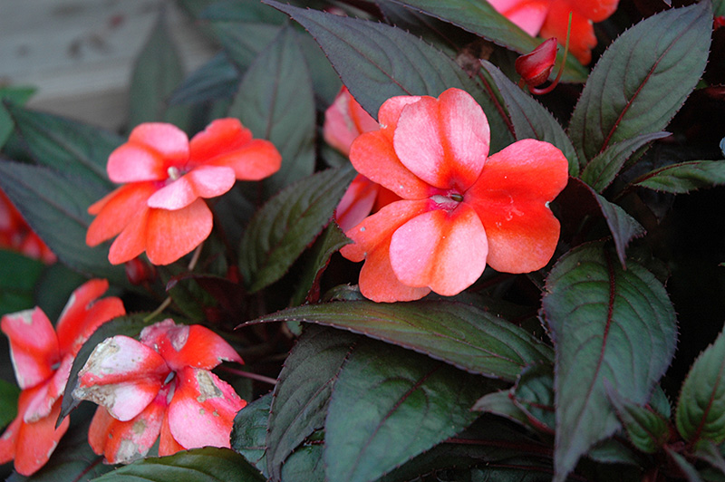 ColorPower Orange Flame New Guinea Impatiens (Impatiens hawkeri ...