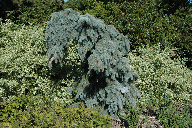 Weeping Colorado Blue Spruce