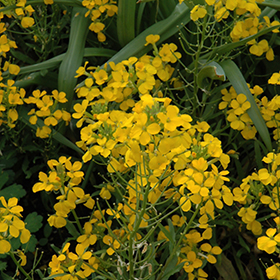 Citrona Yellow Wallflower Erysimum