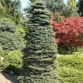 Montgomery Blue Spruce