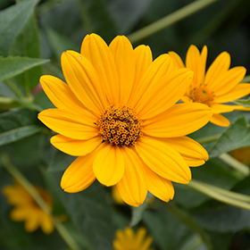 False Sunflower Heliopsis
